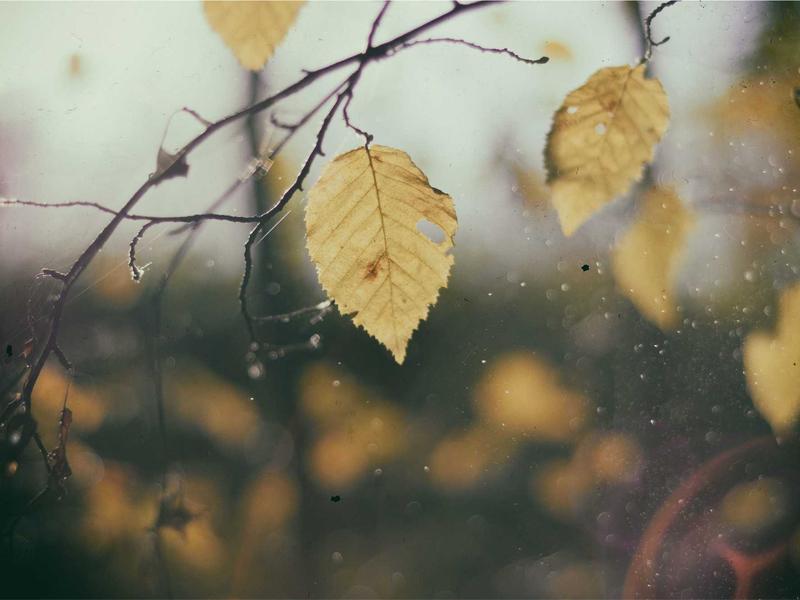 百年孤独<br>qyi4ujty.cn 马孔多雨季